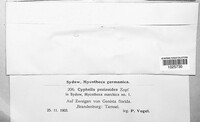 Cyphella pezizoides image